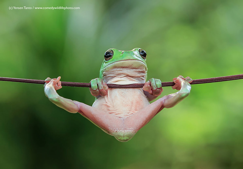 Illustration for article titled Alégrate el día con las fotos finalistas de los Comedy Wildlife Photography Awards